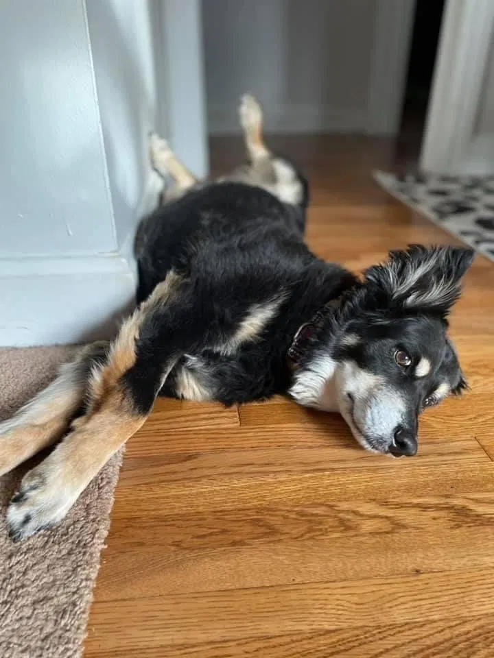 Lost dog in Fort Smith, AR, 72901