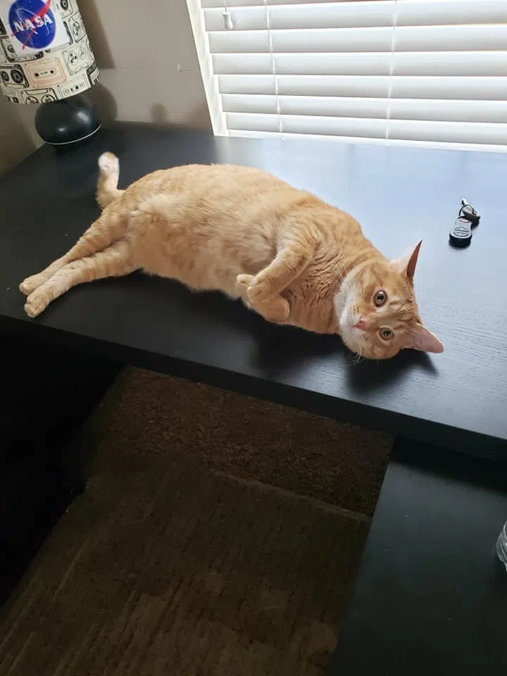 Lost cat in Groveport, OH, 43125