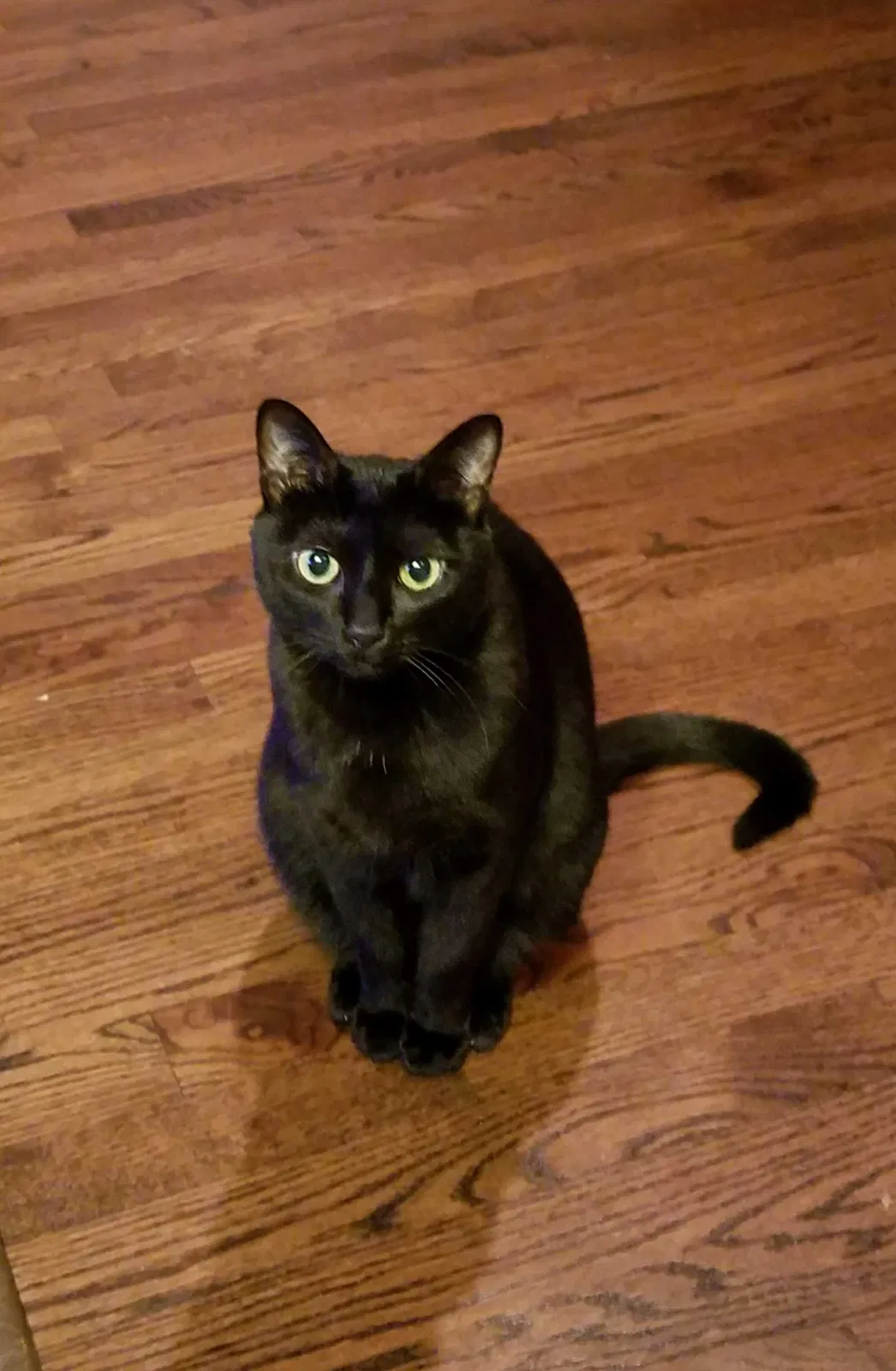 Lost cat in Nashville, TN, 37215