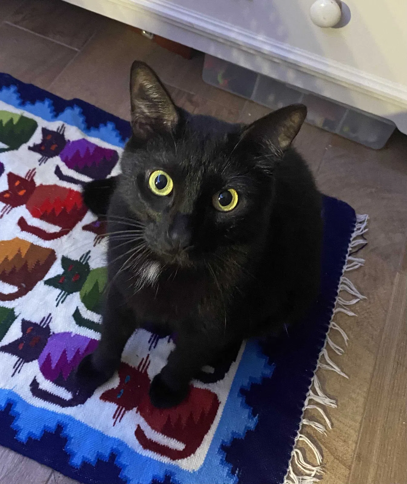 Lost cat in Culver City, CA, 90230