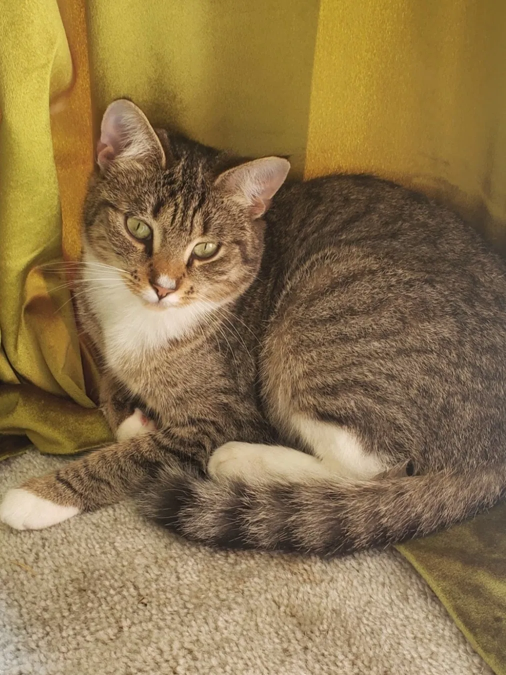 Lost cat in Peterborough, NH, 3458