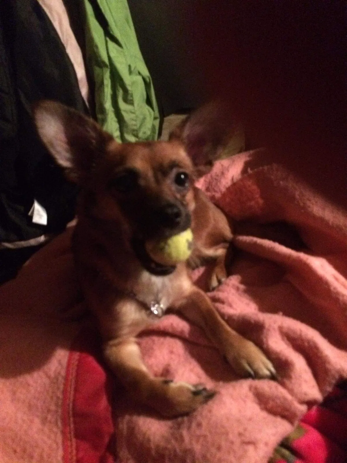 Missing Dog