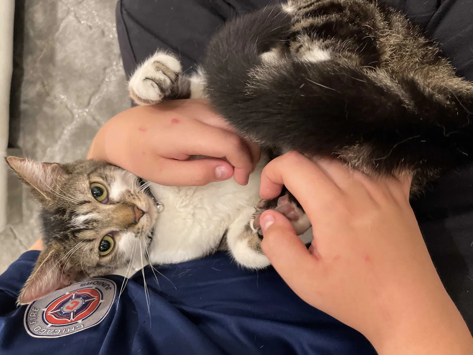Found cat in Yorba Linda, CA, 92886