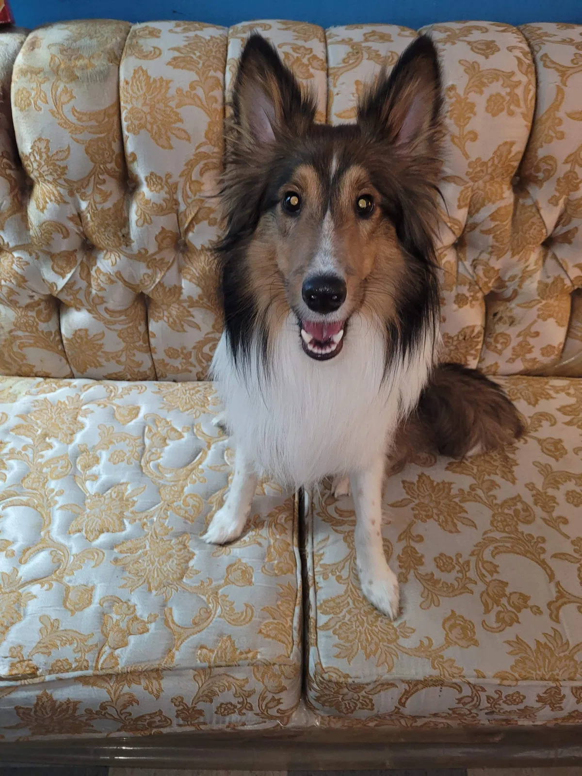 Lost dog in Hammond, IN, 46324