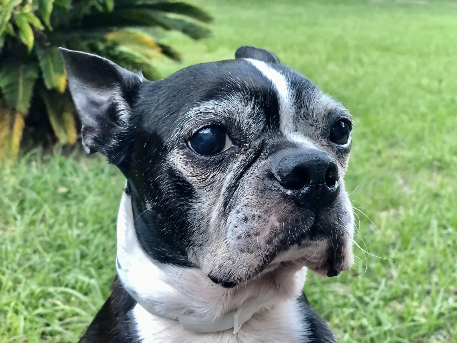 Lost dog in Kissimmee, FL, 34741
