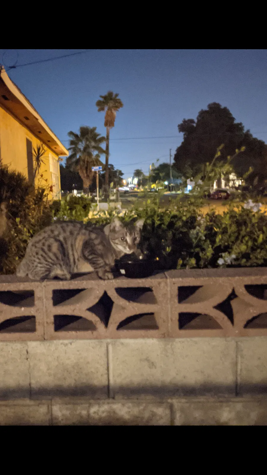 Found cat in Redlands, CA, 92374