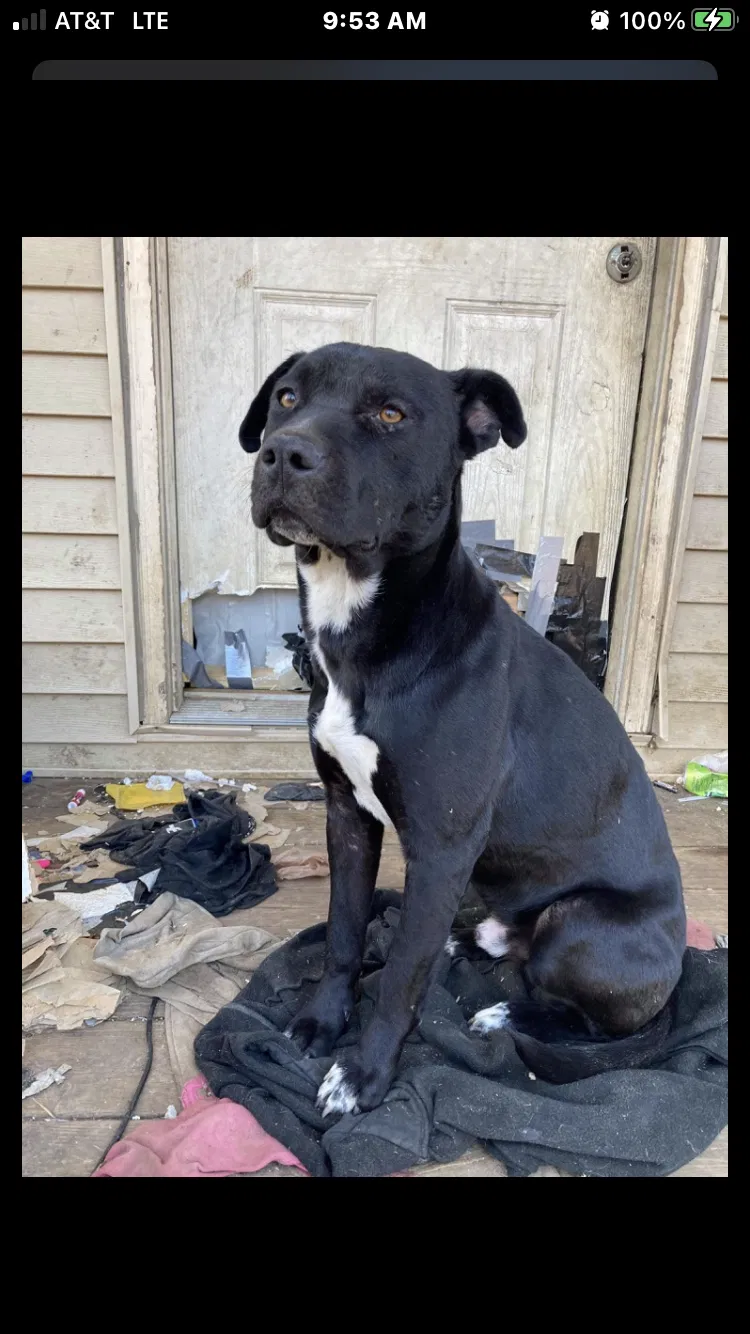 Lost dog in Paint Lick, KY, 40461