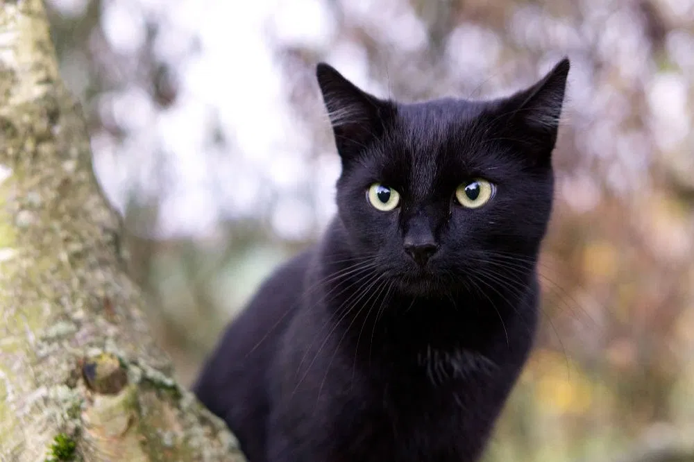Lost cat in South Weymouth, MA, 2190