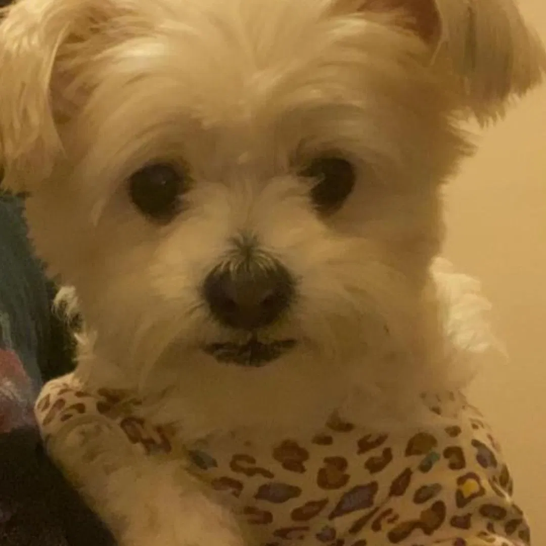 Lost dog in Chicago, IL, 60628