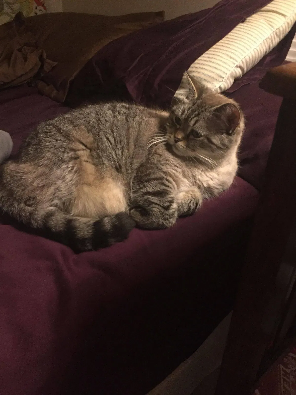 Lost cat in Chattanooga, TN, 37415
