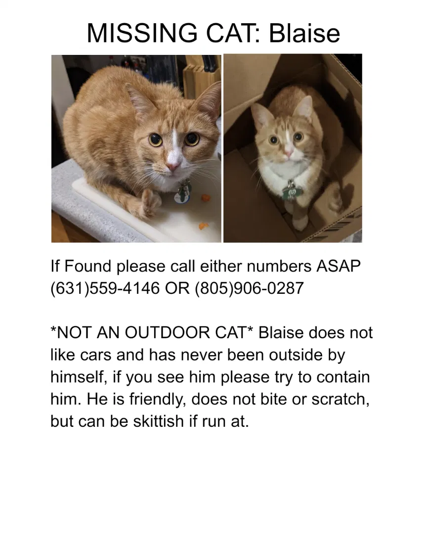 Lost cat in Fort Collins, CO, 80526