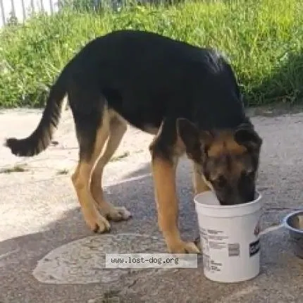 Lost dog in New Orleans, LA, 70126