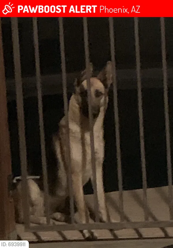 Lost dog in Phoenix, AZ, 85033