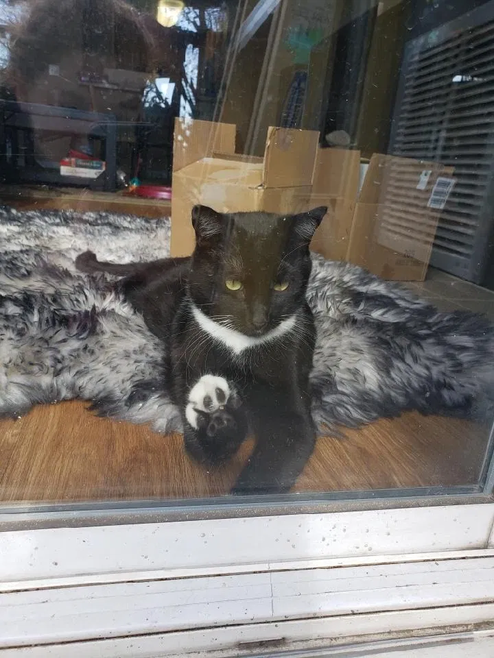Lost cat in Sacramento, CA, 95833