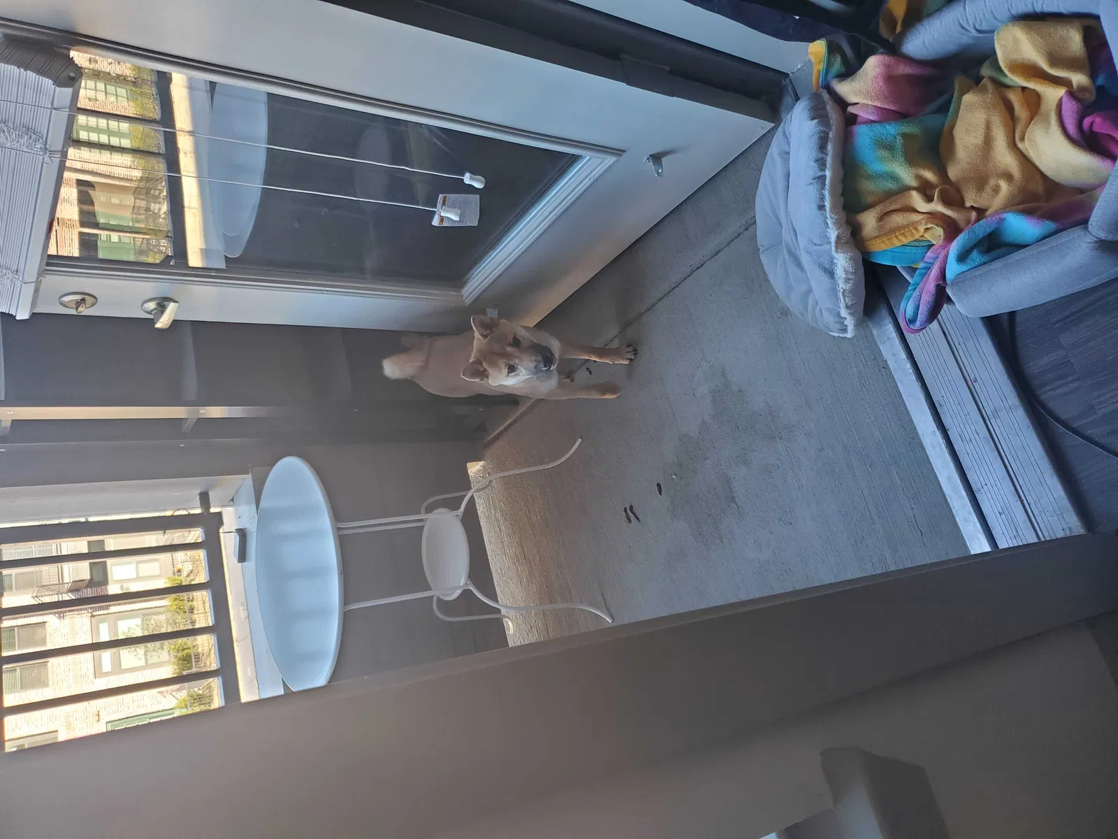 Lost dog in Euless, TX, 76039