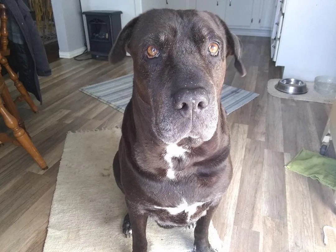 Lost dog in Mesquite, TX, 75149