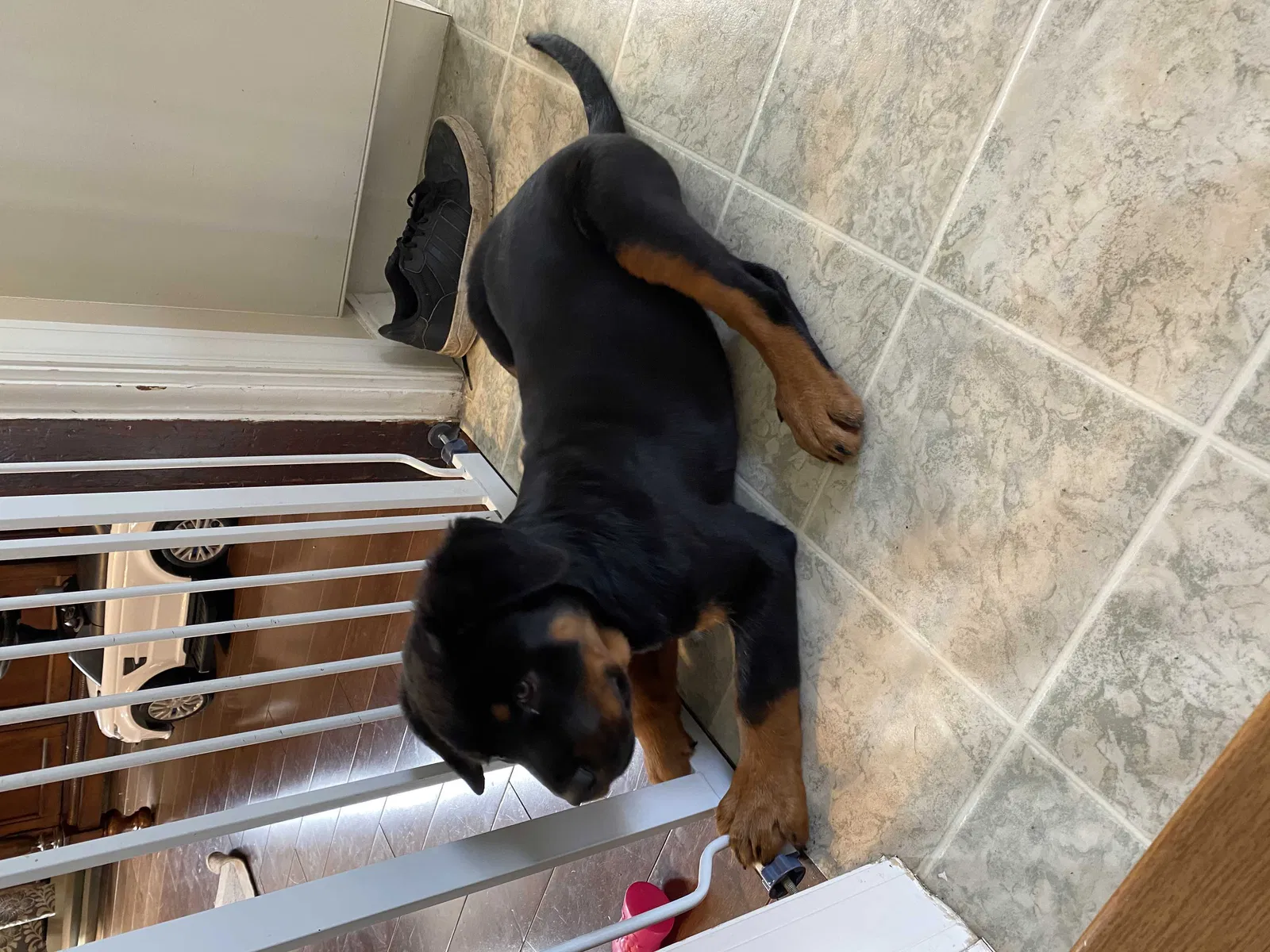 Lost dog in Everett, WA, 98201