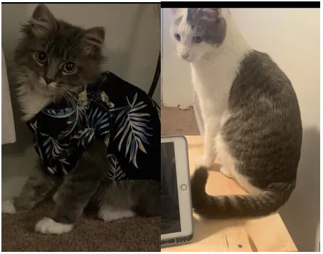 Lost cat in Kansas City, KS, 66106