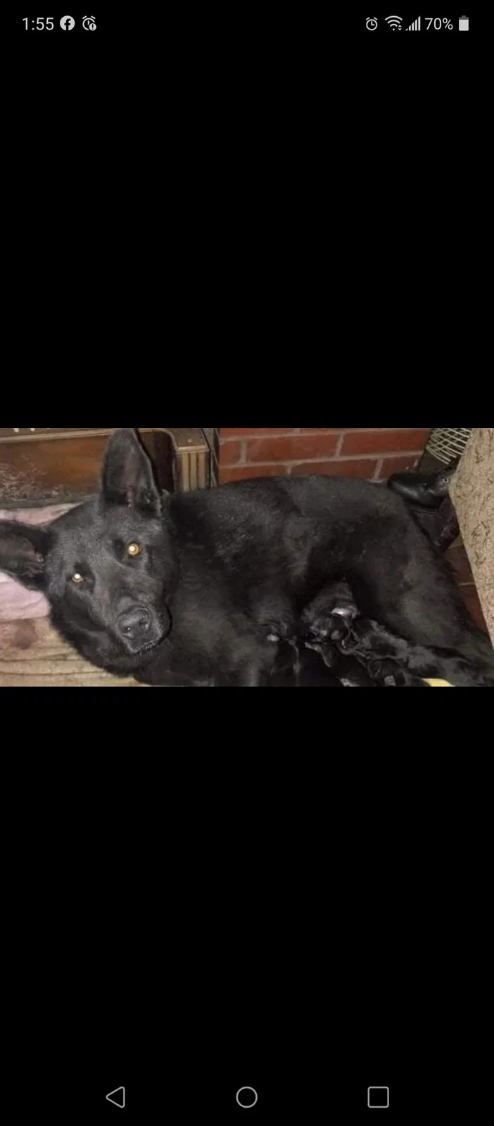 Lost dog in Detroit, MI, 48204