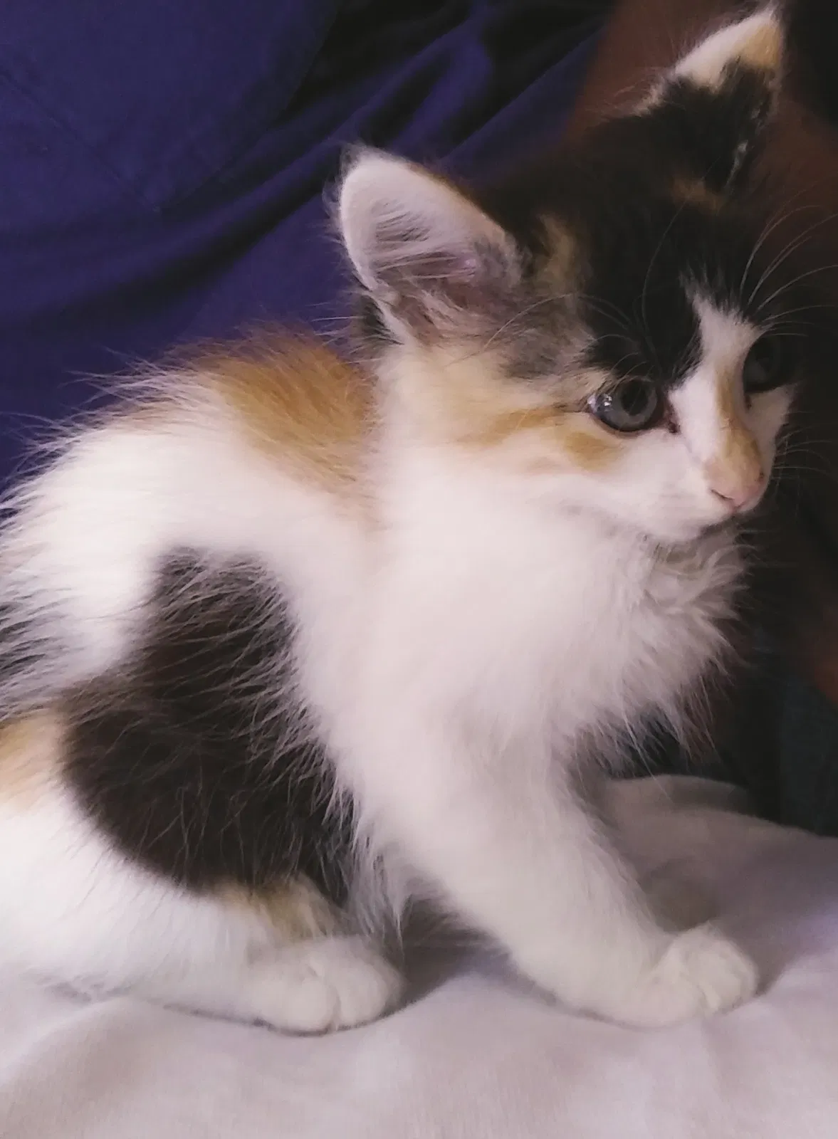 Lost cat in Sacramento, CA, 95842