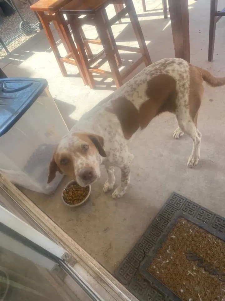 Lost dog in North Las Vegas, NV, 89031
