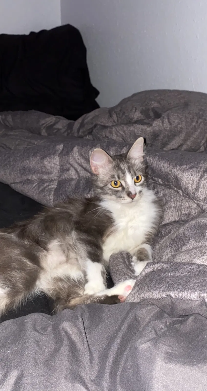 Lost cat in Katy, TX, 77450