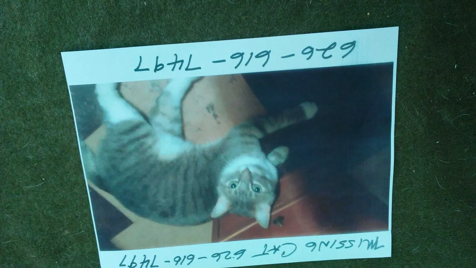 Lost cat in Pasadena, CA, 91104