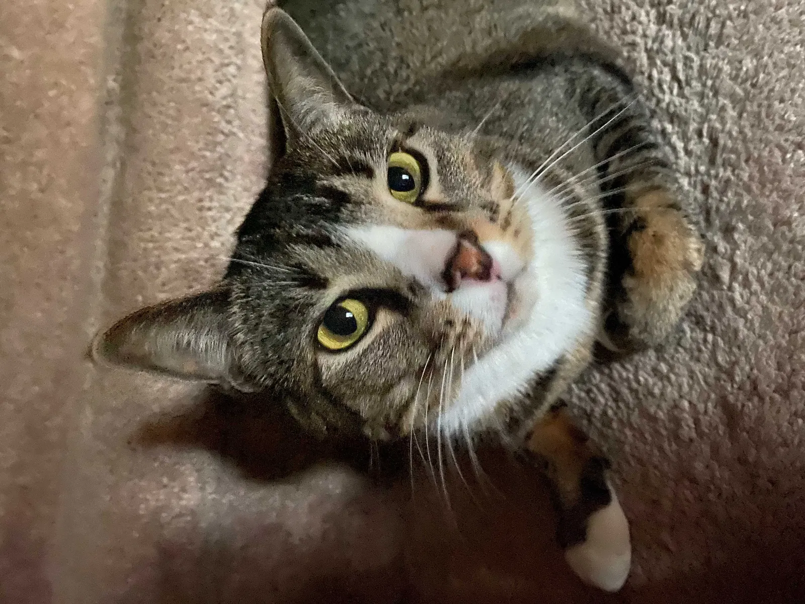 Lost cat in Fort Worth, TX, 76131