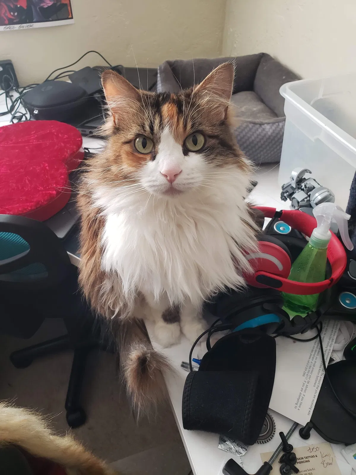 Lost cat in Reno, NV, 89506