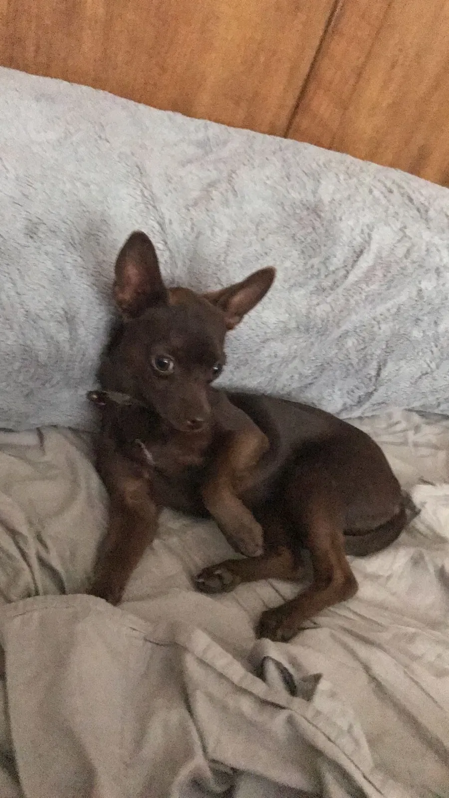 Lost dog in Fresno, CA, 93705