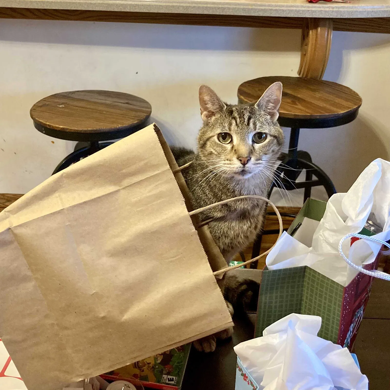 Lost cat in Chicago, IL, 60613