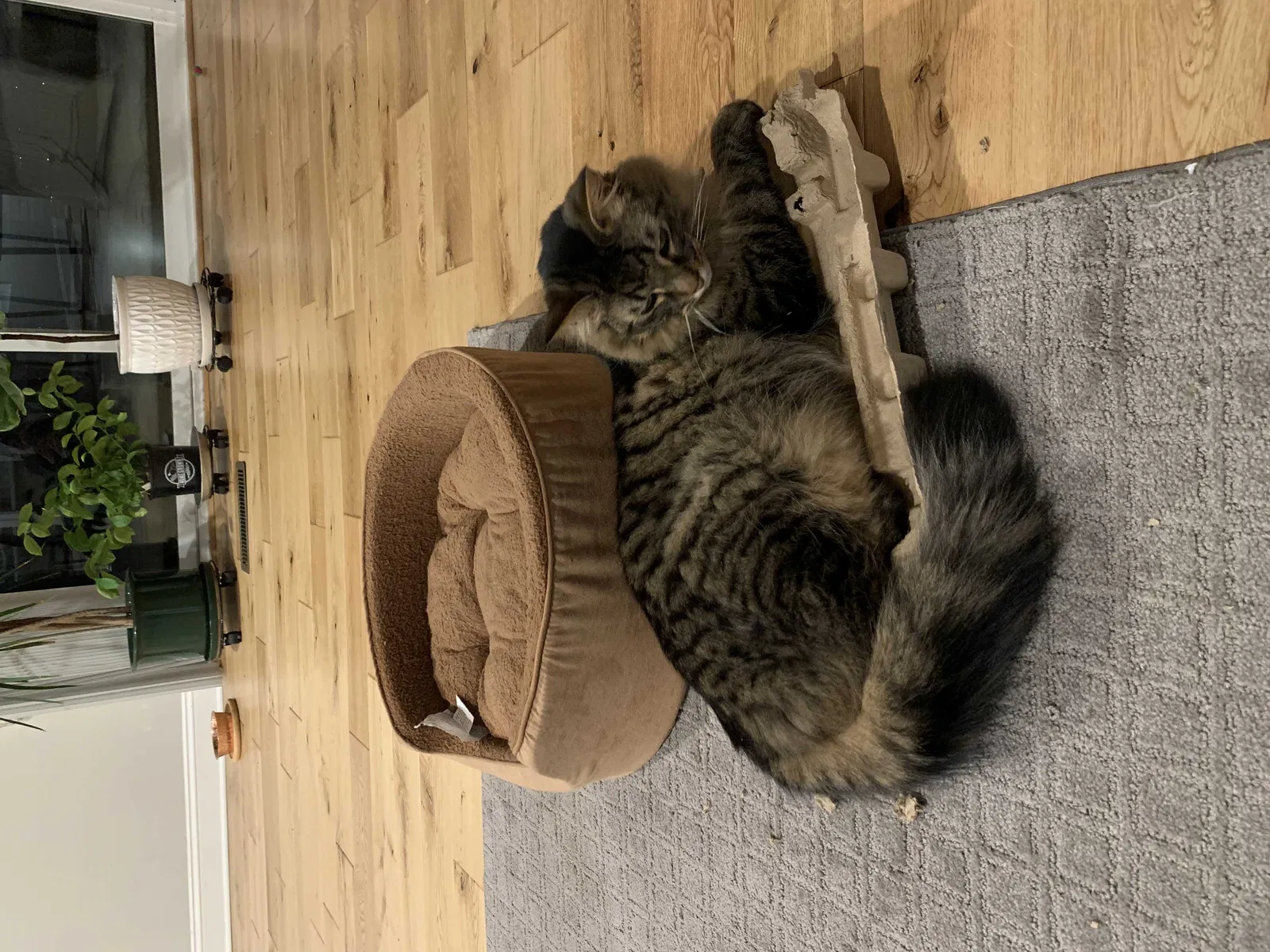 Lost cat in Fort Washington, PA, 19034