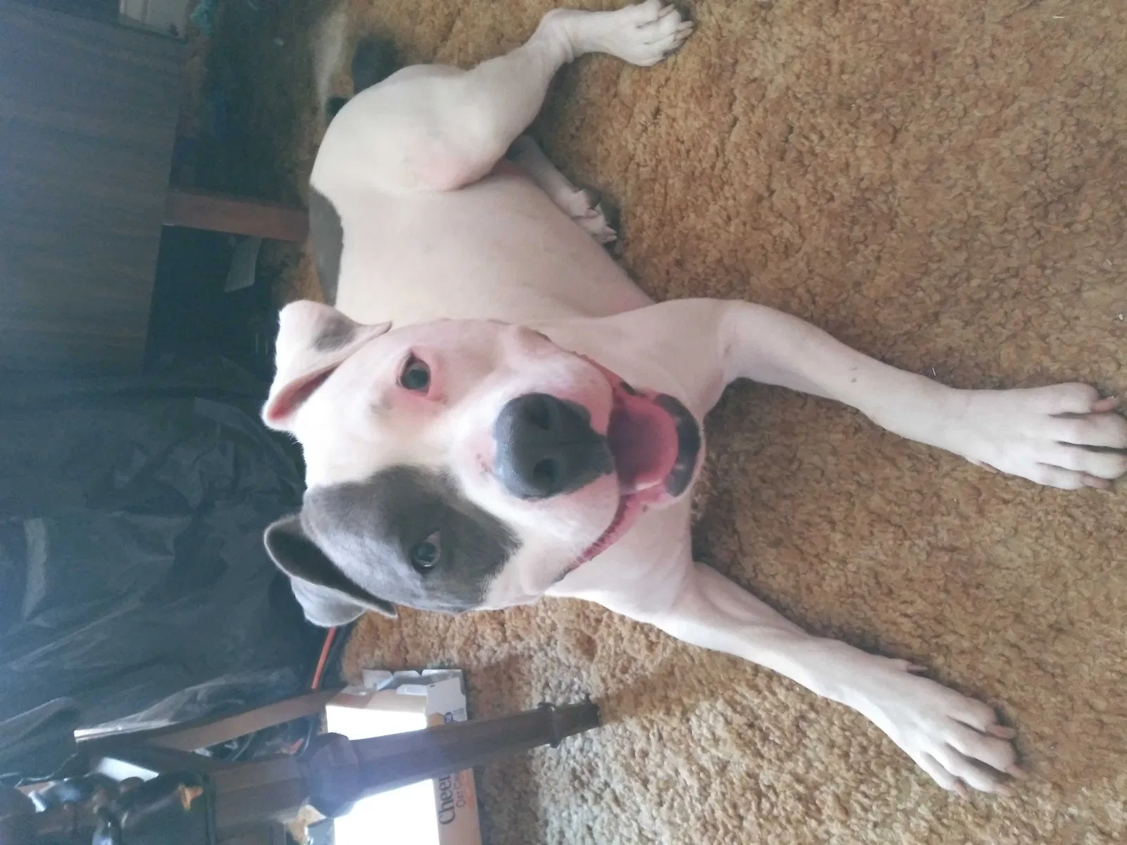 Lost dog in Tulsa, OK, 74106