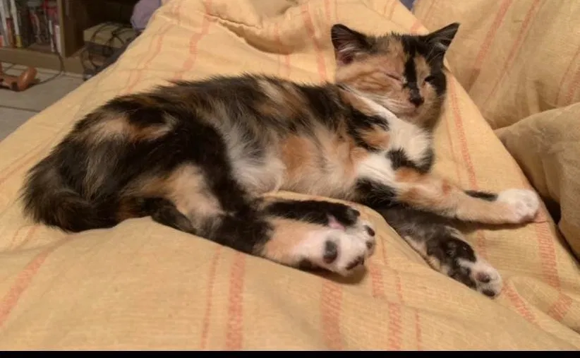 Lost cat in Memphis, TN, 38104