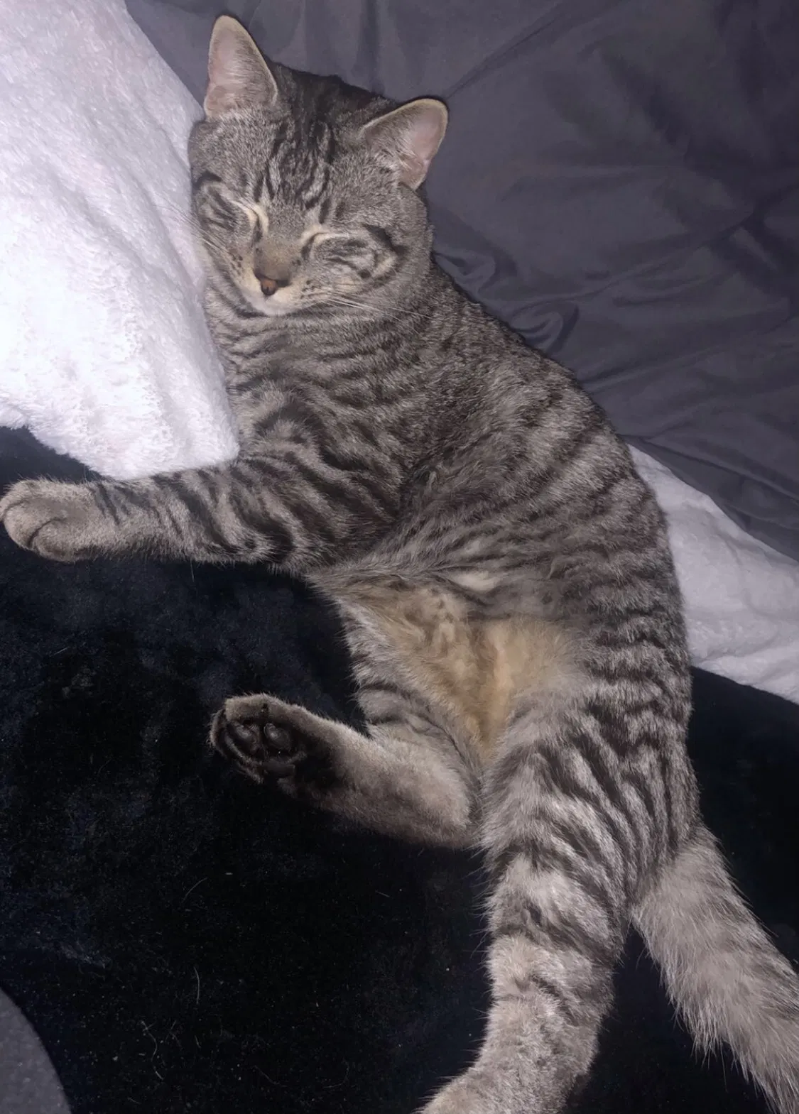Lost cat in Sonoma, CA, 95476