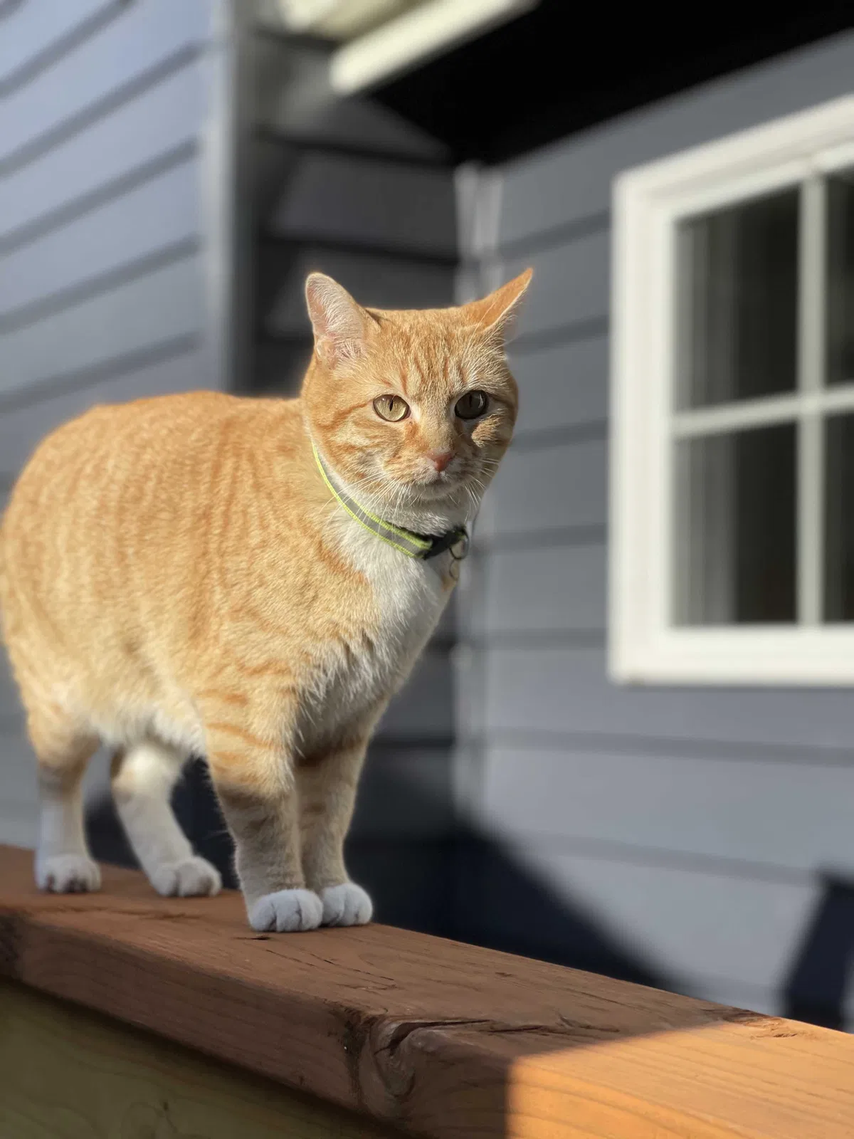 Lost cat in Seattle, WA, 98115