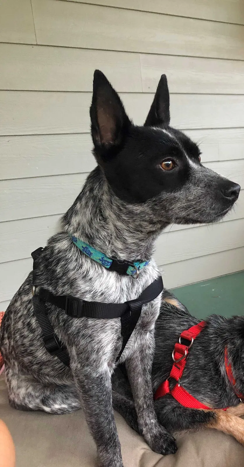 Lost dog in Dunedin, FL, 34698