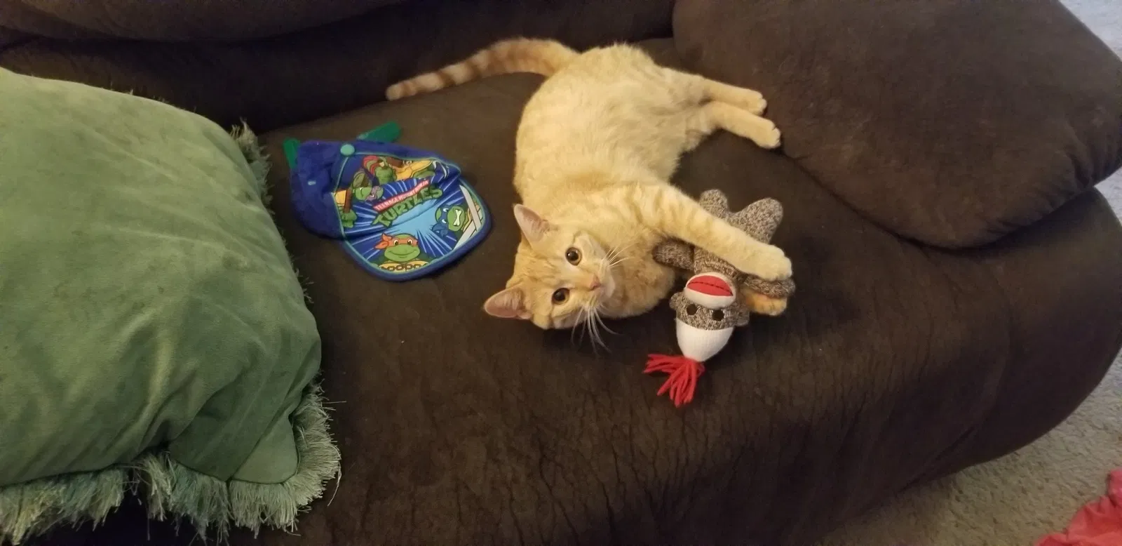 Lost cat in Vacaville, CA, 95687