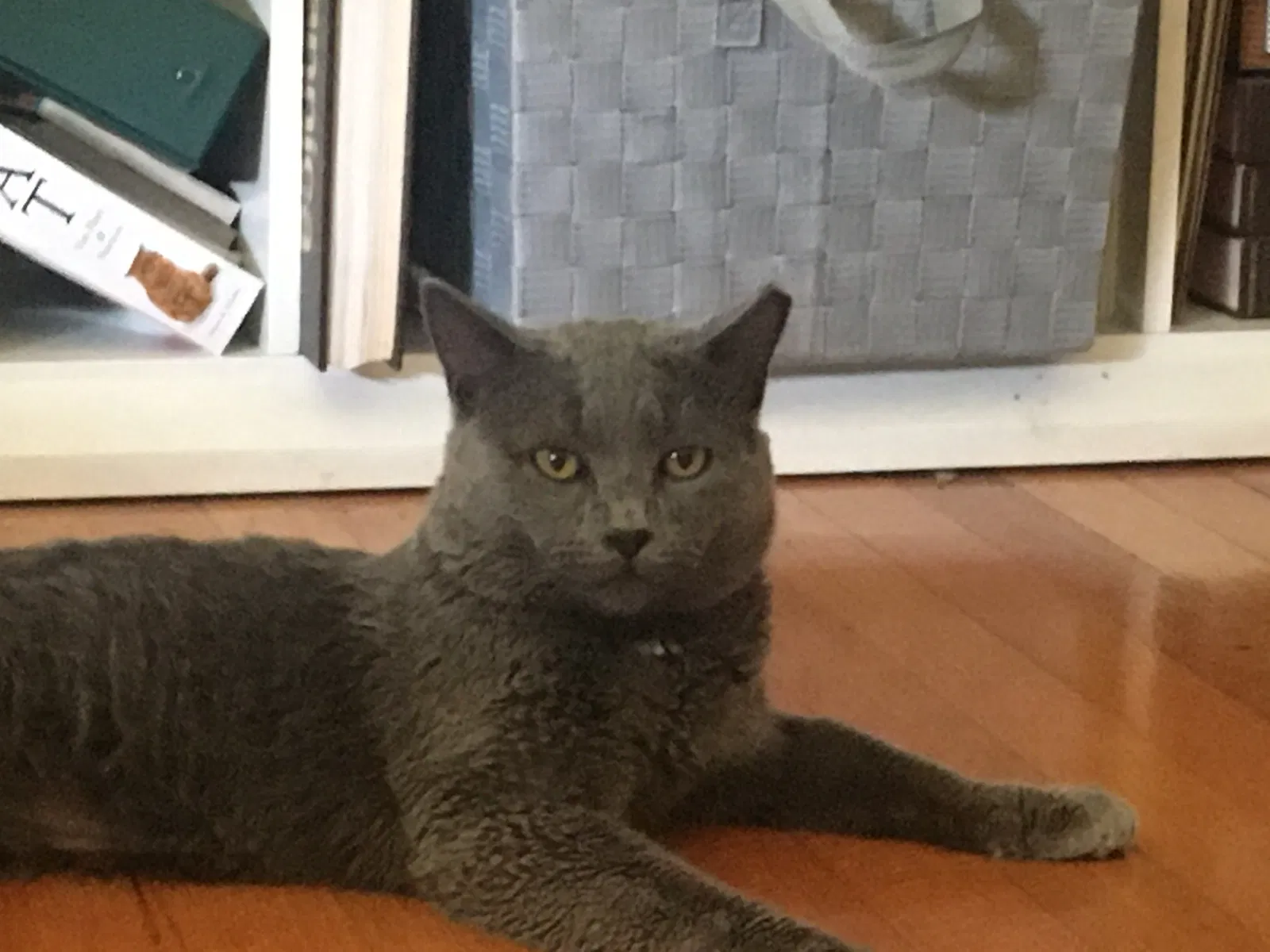 Lost cat in Oxford, CT, 6478