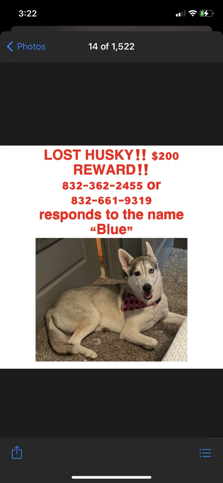 Lost dog in Houston, TX, 77064