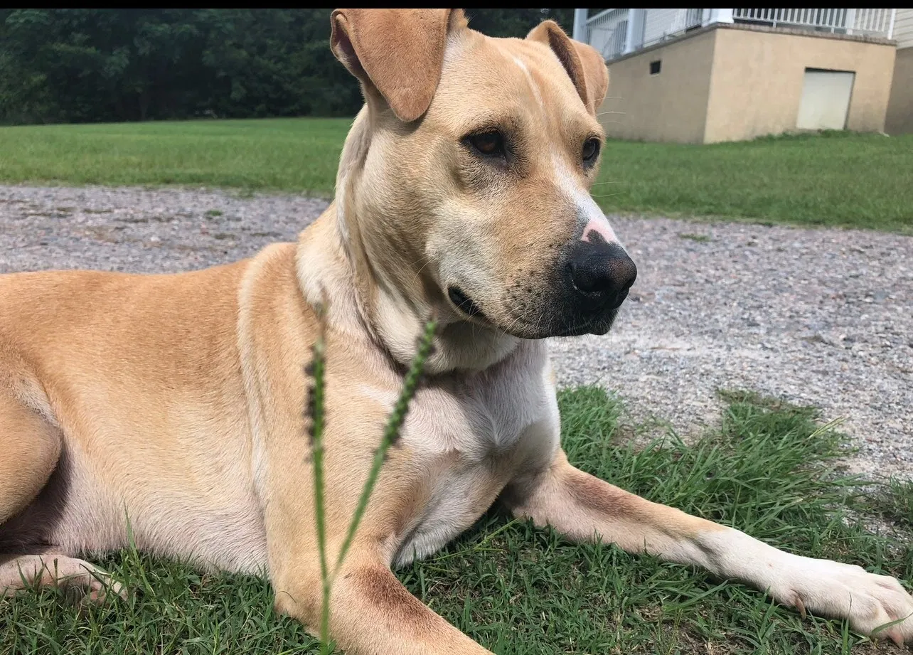 Lost dog in Warrenville, SC, 29851