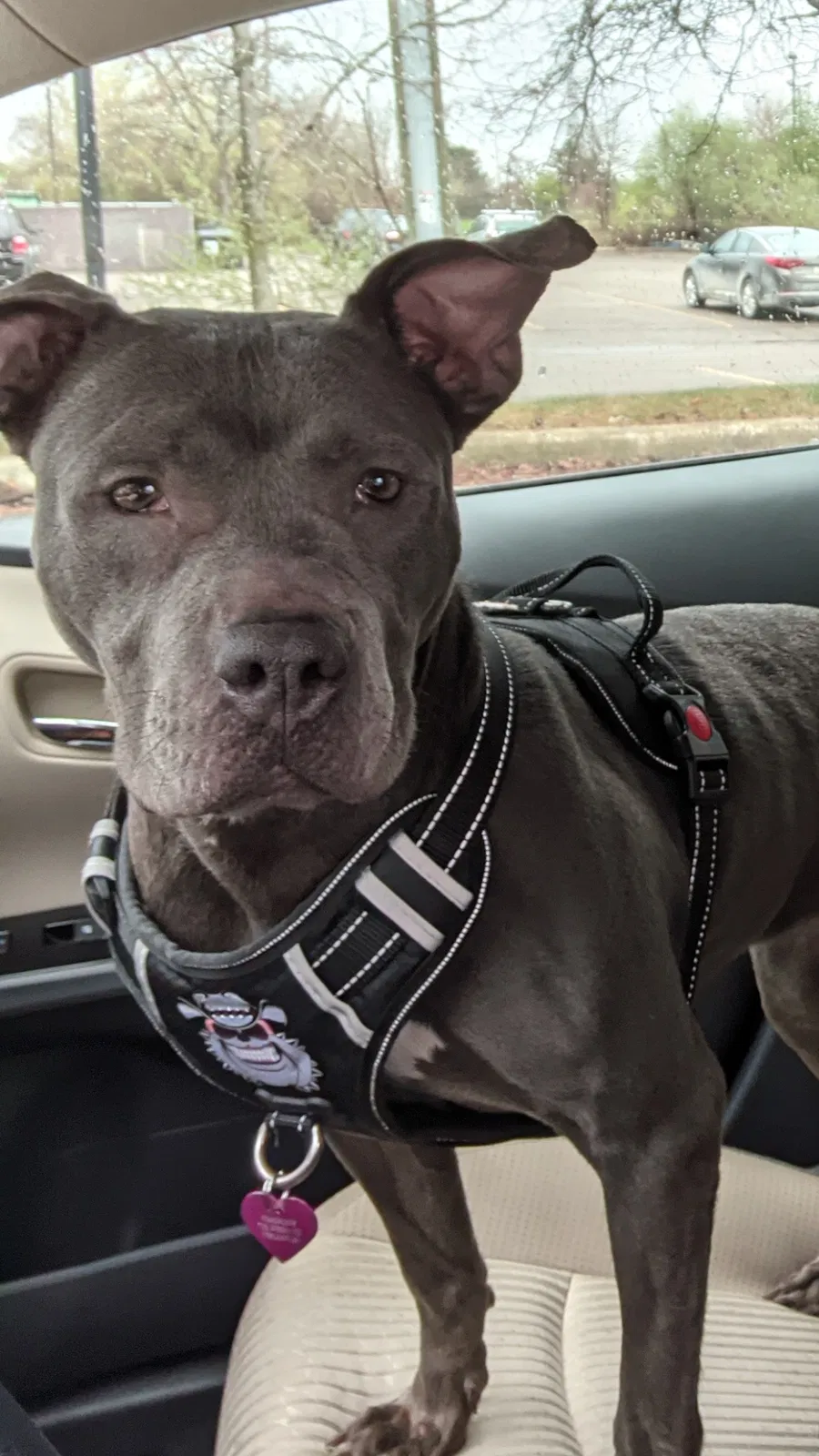 Lost dog in Pleasant Lake, MI, 49272
