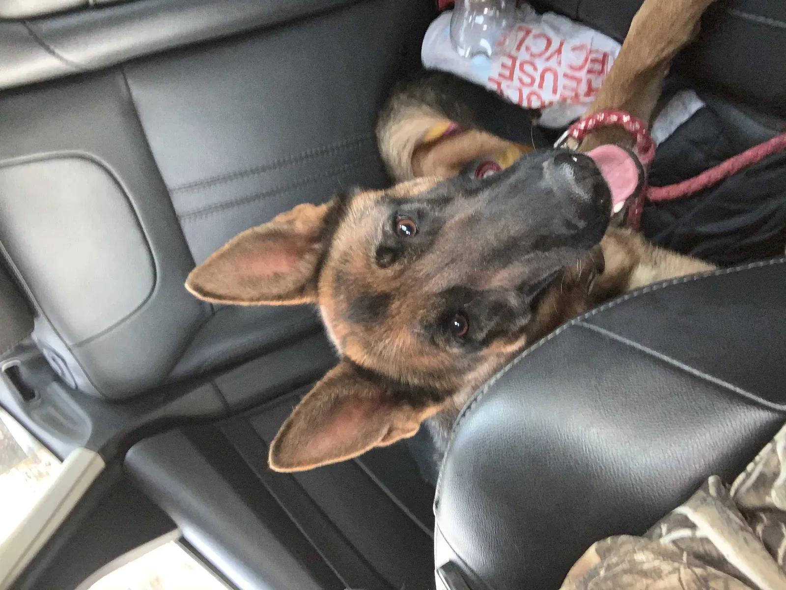 Lost dog in Lubbock, TX, 79411