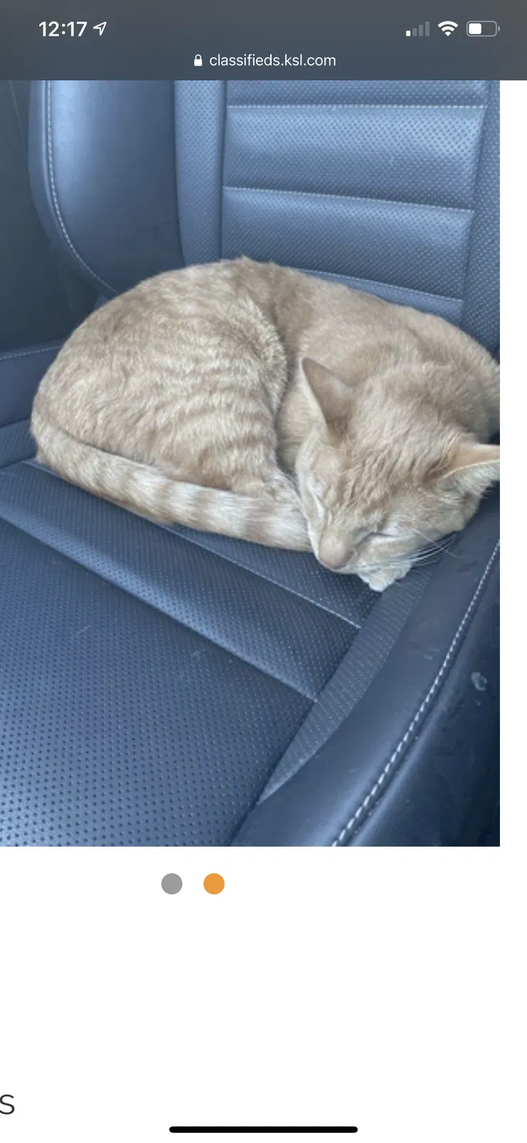 Lost cat in Draper, UT, 84020
