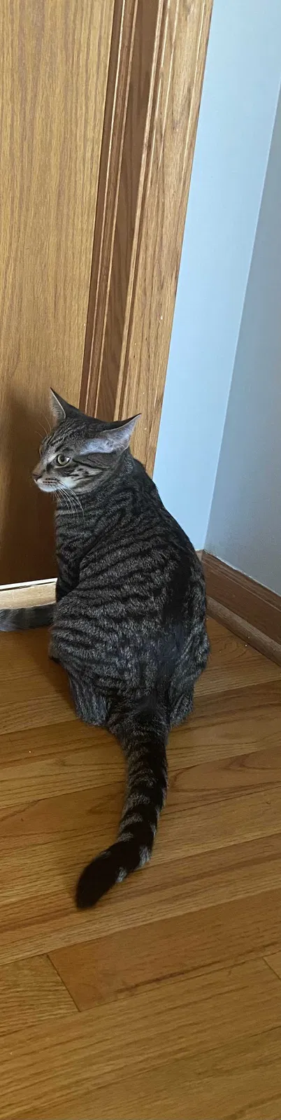 Lost cat in Bolingbrook, IL, 60440