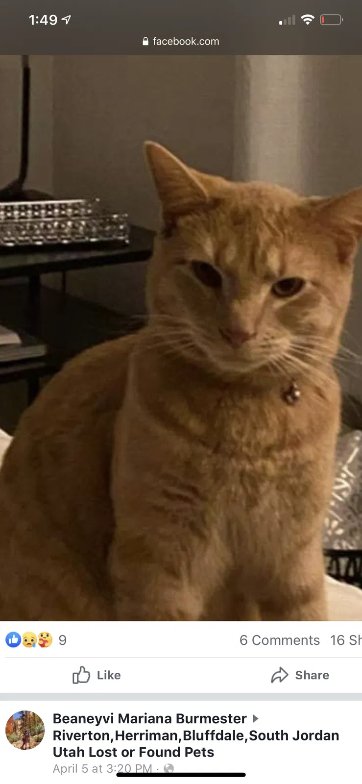 Lost cat in Draper, UT, 84020