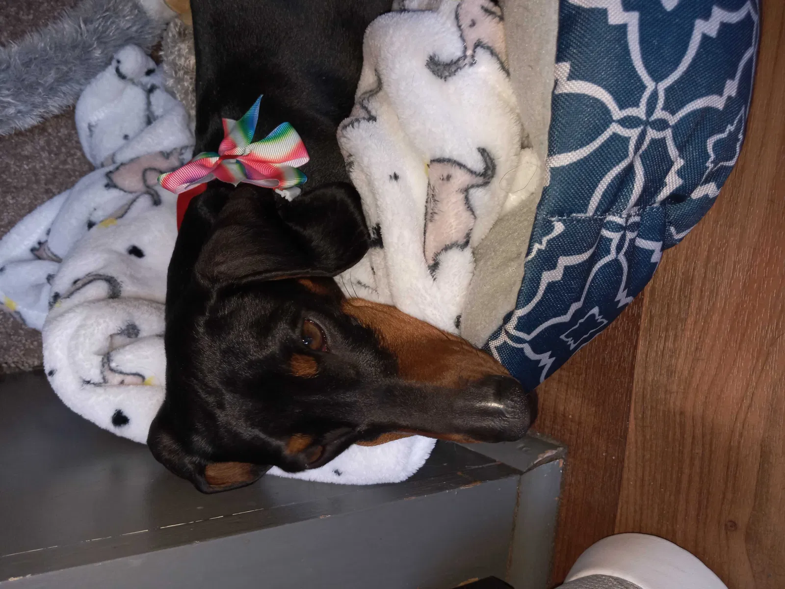 Lost dog in Redlands, CA, 92374