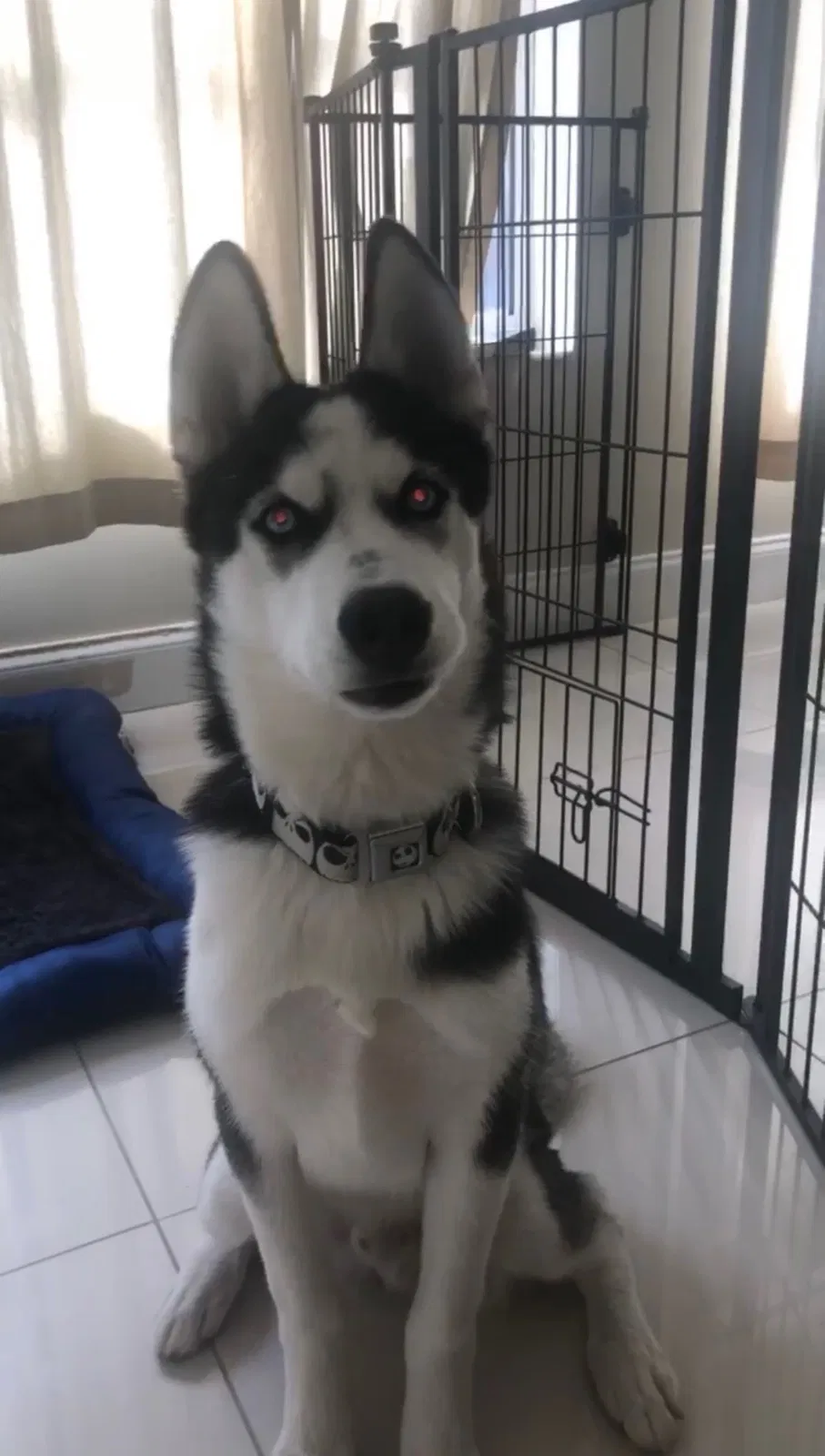 Lost dog in Miami, FL, 33179
