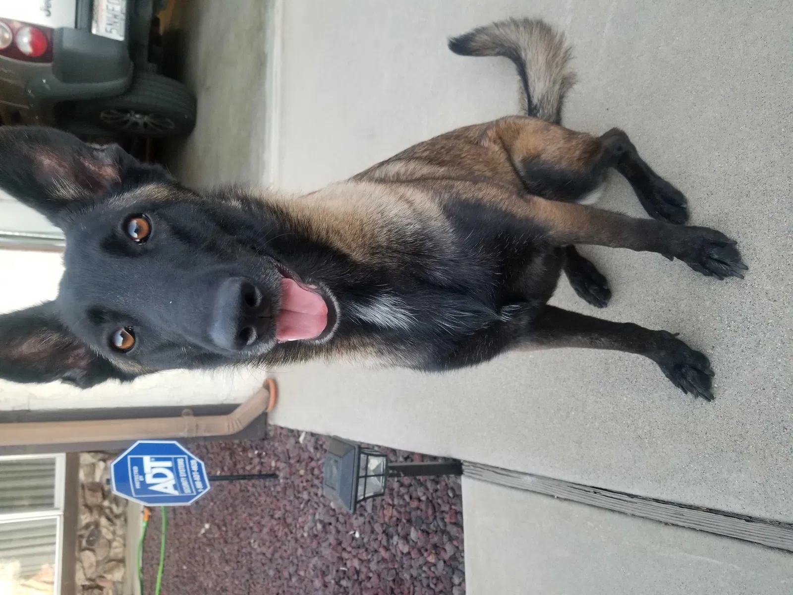 Lost dog in Hemet, CA, 92544