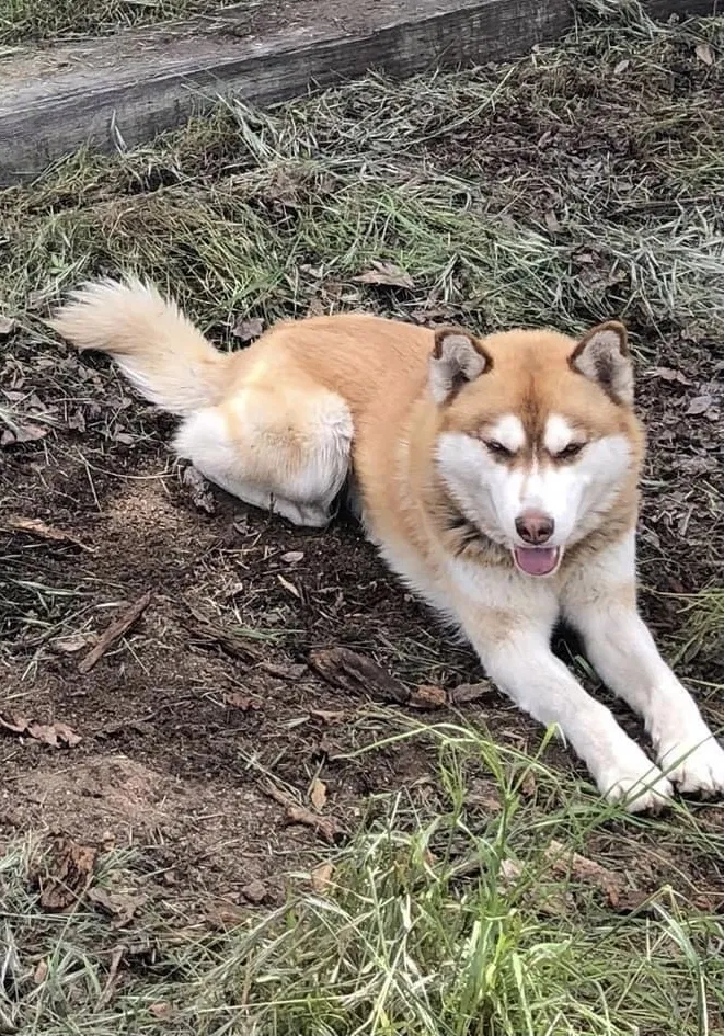 Lost dog in San Bernardino, CA, 92404